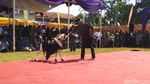 Foto: Lenggak-lenggok Domba Ciamis di Atas Red Carpet