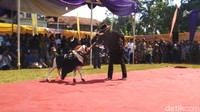 Juga kontes domba ini juga sebagai salah satu upaya untuk mengevaluasi, sejauh mana kemampuan dan keterampilan dalam mengurus ternaknya. (Dadang Hermansyah/detikcom)