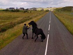 Aksi Hewan yang Tak Sengaja Tertangkap Kamera Google Street View