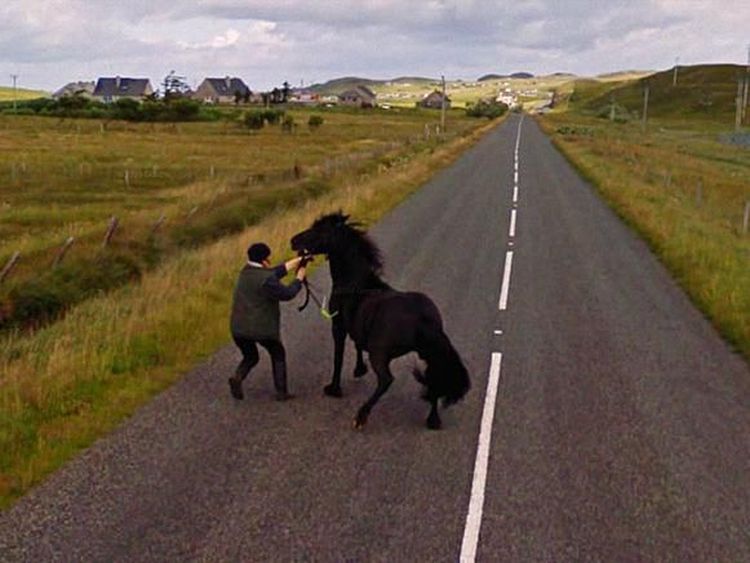 Aksi Hewan yang Tak Sengaja Tertangkap Kamera Google Street View