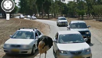 Burung unta lagi malak pengendara mobil. Foto: Bored Panda