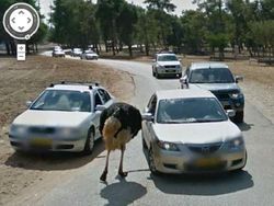 Aksi Hewan yang Tak Sengaja Tertangkap Kamera Google Street View