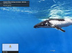 Aksi Hewan yang Tak Sengaja Tertangkap Kamera Google Street View