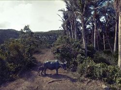 Aksi Hewan yang Tak Sengaja Tertangkap Kamera Google Street View