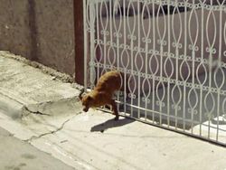 Aksi Hewan yang Tak Sengaja Tertangkap Kamera Google Street View