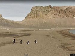 Aksi Hewan yang Tak Sengaja Tertangkap Kamera Google Street View