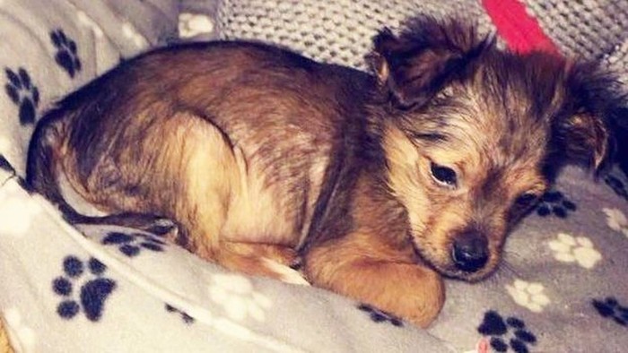 Pukuli Anak Anjing Sampai Mati, Pria Ini Dihukum Penjara 30 Bulan
