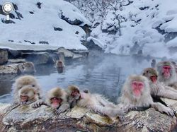 Aksi Hewan yang Tak Sengaja Tertangkap Kamera Google Street View