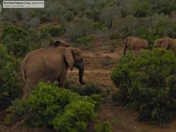 Aksi Hewan yang Tak Sengaja Tertangkap Kamera Google Street View