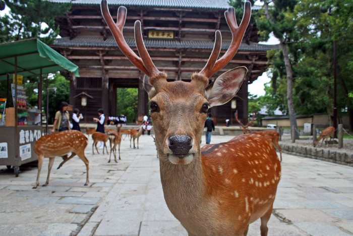 Nara, Japan - June 30, 2008: Sika Deer mob a visitor for food. The deer enjoy protected status at Nara Park. 1200 of them roam the area looking for deer-crackers (Shika-senbei) from visitors. Vendors sell them in the park, which is also the site of the three shrines: T?dai-ji, K?fuku-ji, and Kasuga Shrine.