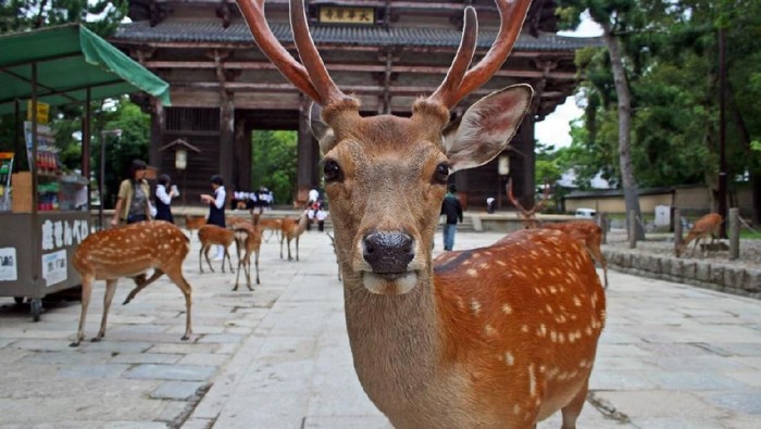 Nara, Japan - June 30, 2008: Sika Deer mob a visitor for food. The deer enjoy protected status at Nara Park. 1200 of them roam the area looking for deer-crackers (Shika-senbei) from visitors. Vendors sell them in the park, which is also the site of the three shrines: T?dai-ji, K?fuku-ji, and Kasuga Shrine.