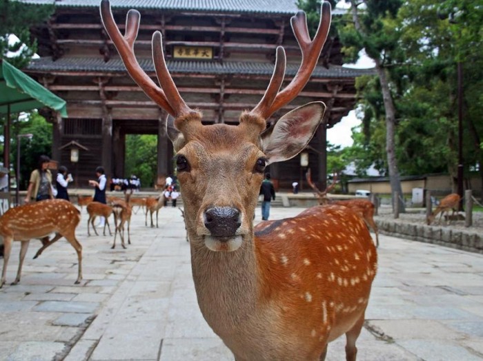 Nara, Japan - June 30, 2008: Sika Deer mob a visitor for food. The deer enjoy protected status at Nara Park. 1200 of them roam the area looking for deer-crackers (Shika-senbei) from visitors. Vendors sell them in the park, which is also the site of the three shrines: T?dai-ji, K?fuku-ji, and Kasuga Shrine.