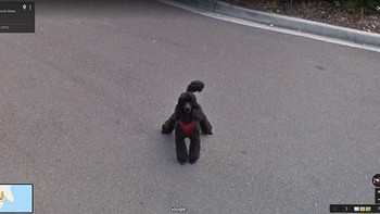 Dihadang oleh anjing. Foto: Bored Panda
