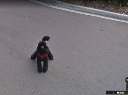 Aksi Hewan yang Tak Sengaja Tertangkap Kamera Google Street View