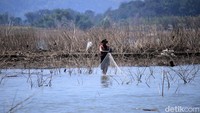 Seorang warga nampak sedang mencari ikan di area sekitar Waduk Jatigede yang mengering di musim kemarau.