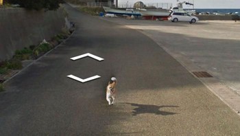 Anjingnya engejar mobil Google Street View.  Foto: Bored Panda