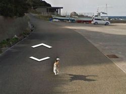 Aksi Hewan yang Tak Sengaja Tertangkap Kamera Google Street View