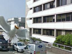 Aksi Hewan yang Tak Sengaja Tertangkap Kamera Google Street View