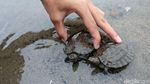 Ratusan Tukik Tuntong Laut Dilepas ke Habitatnya