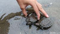 Pelepasliara tuntong laut ini sebagai kepedulian perusahaan terhadap lingkungan.