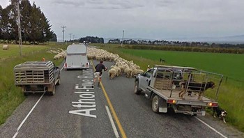 Lagi domba-domba memenuhi jalan. Foto: Bored Panda