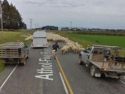 Aksi Hewan yang Tak Sengaja Tertangkap Kamera Google Street View