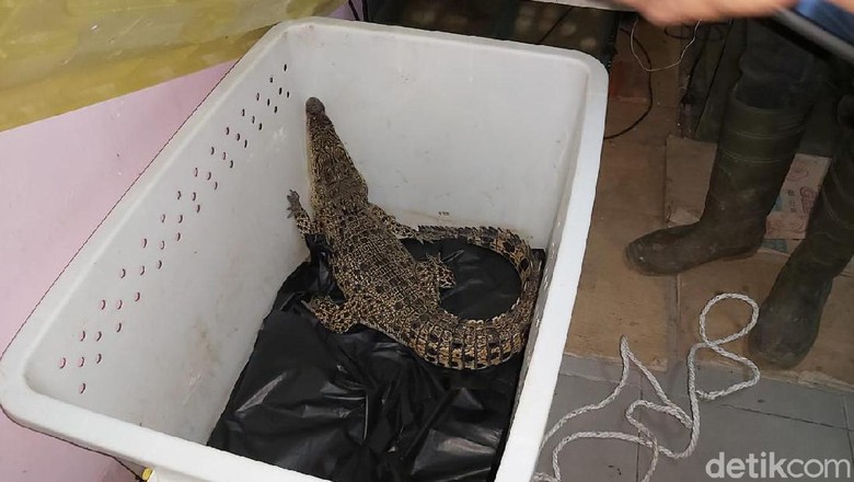 Cerita dan Fakta Buaya di Atas Genting yang Gegerkan Warga Malang Cerita dan Fakta Buaya di Atas Genting yang Gegerkan Warga Malang