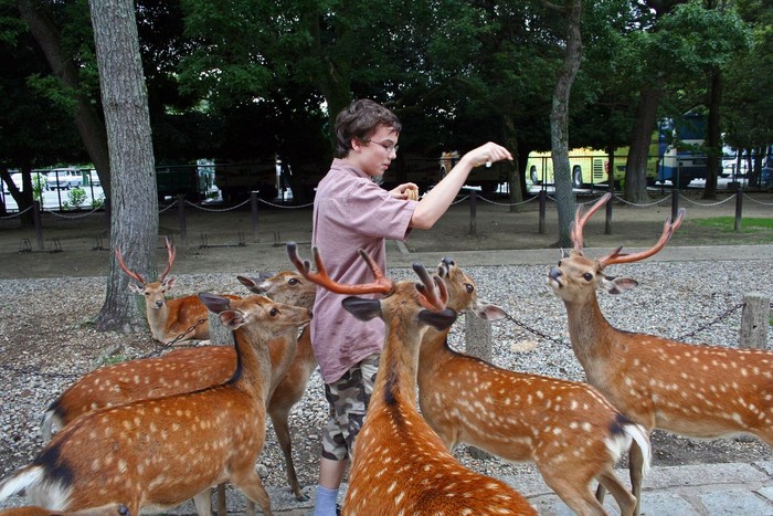 Nara, Japan - June 30, 2008: Sika Deer mob a visitor for food. The deer enjoy protected status at Nara Park. 1200 of them roam the area looking for deer-crackers (Shika-senbei) from visitors. Vendors sell them in the park, which is also the site of the three shrines: T?dai-ji, K?fuku-ji, and Kasuga Shrine.