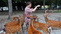Bebas Lepas Rusa-Rusa di Nara Park Nikmati Musim Semi