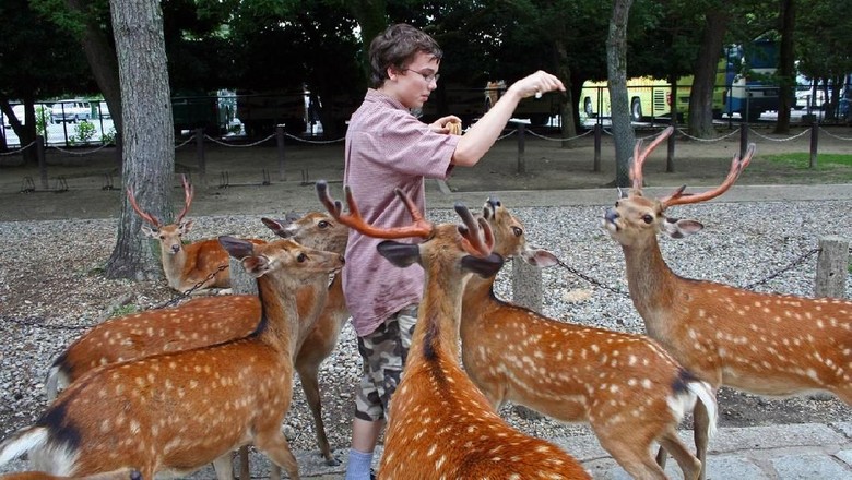 Nara Park Jepang Nara, Japan - June 30, 2008: Sika Deer mob a visitor for food. The deer enjoy protected status at Nara Park. 1200 of them roam the area looking for deer-crackers (Shika-senbei) from visitors. Vendors sell them in the park, which is also the site of the three shrines: T?dai-ji, K?fuku-ji, and Kasuga Shrine.