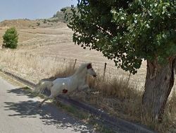 Aksi Hewan yang Tak Sengaja Tertangkap Kamera Google Street View