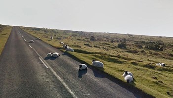 Jadi ingat film Shaun the Sheep. Foto: Bored Panda