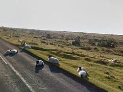 Aksi Hewan yang Tak Sengaja Tertangkap Kamera Google Street View