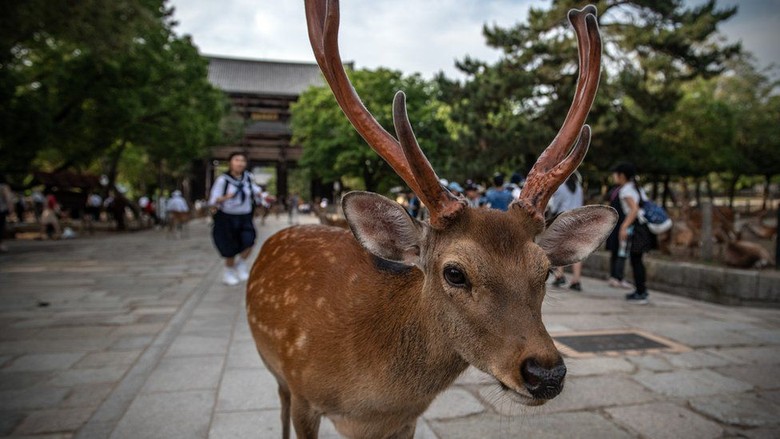 Duh! Telan Kantong Plastik, 9 Rusa Mati di Taman Nasional Jepang Duh! Telan Kantong Plastik, 9 Rusa Mati di Taman Nasional Jepang