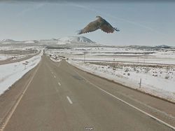 Aksi Hewan yang Tak Sengaja Tertangkap Kamera Google Street View