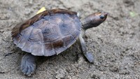 Tuntong laut (Batagur Borneoensis) merupakan salah satu hewan dengan status hampir punah dan  masuk ke dalam daftar satwa yang dilindungi berdasarkan PP No. 7 Tahun 1999. Bahkan berdasarkan data Interna­tional Union for Conservation of Nature (IUCN), Tuntong Laut berada di urutan  ke-25 dari 327 spesies di dunia yang ter­masuk kategori langka.