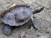 Langka! Begini Upaya Keras Melestarikan Tuntong Laut di RI