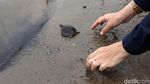 Ratusan Tukik Tuntong Laut Dilepas ke Habitatnya