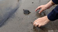 Tuntong laut memiliki warna dominan coklat muda dengan lima cakar di kaki depan. Bagian depan spesies ini memiliki ujung hidung sedikit menjungkit ke atas. Panjangnya dapat mencapai 60-an, lebar sekitar 50-an cm dan berat sekitar 20-an kg. Telurnya memiliki dimensi panjang sekitar 5 cm dan ketebalan sekitar 3 cm hingga 4 cm. Ukuran betina lebih besar dibandingkan jantan. Habitat hewan ini adalah hutan mangrove.  Saat musim bertelur, tuntong laut memiliki tempat bertelur sama dengan penyu, yaitu pantai pasir di laut.