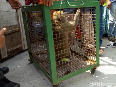 Saat monyet yang meresahkan warga dibawa pihak BKSDA/