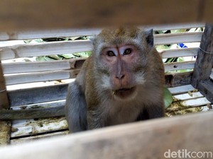 Cerita Seekor Monyet Teror Warga Ponorogo Selama 2 Bulan