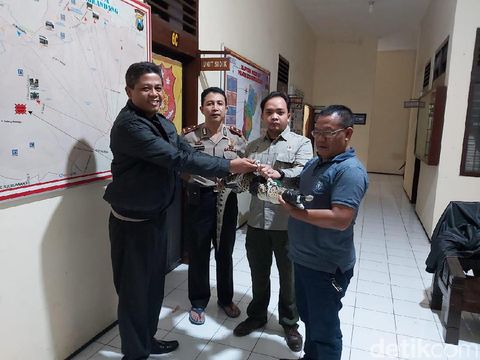 Polisi serahkan buaya ke BKSDA/