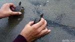 Ratusan Tukik Tuntong Laut Dilepas ke Habitatnya