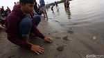 Ratusan Tukik Tuntong Laut Dilepas ke Habitatnya