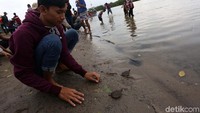 Proses pelepasan tuntong laut ini turut disaksikan warga sekitar.