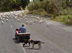 Aksi Hewan yang Tak Sengaja Tertangkap Kamera Google Street View