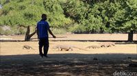 Komodo di Pulau Rinca (Abdul haris/detikcom)