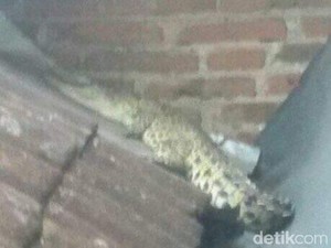 Polisi Buru Pemilik Buaya yang Jatuh di Atas Rumah Warga Malang