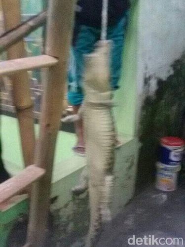 Buaya berhasil ditangkap/