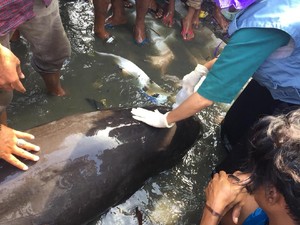 Terdampar di Pantai Binuang, Lumba-lumba Ini Terluka